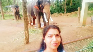 Kottur elephant Rehabilitation centre/ A must visit place in Trivandrum/One day Trip/ Tourist place