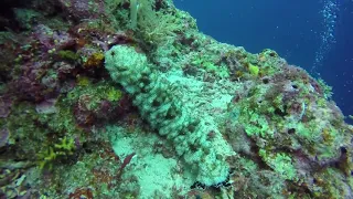 sea cucumber