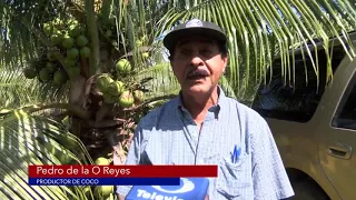 Primera huerta de palma de coco enanas de Brasil