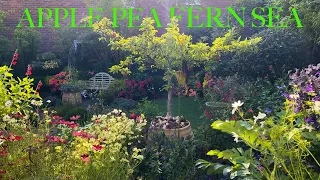 Early Autumn Garden Tour: Delightful, uplifting and colourful flowers in our small English garden.