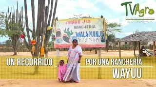 Un recorrido por una Ranchería Wayuu - TvAgro por Juan Gonzalo Angel