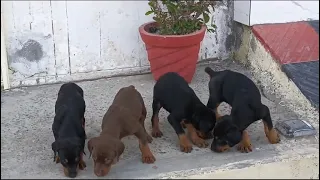 Doberman puppies out of superb parents...Ambala cantt...9466137377