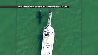 Great White Shark tagged off Chatham