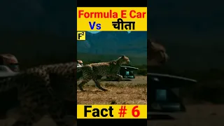 Cheetah vs Formula E car Race कौन जीतेगा ? #shorts #youtubeshorts#factfreez