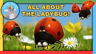 Minuscule | Best of the Ladybugs! 🐞 | Compilation |  Little Amigo