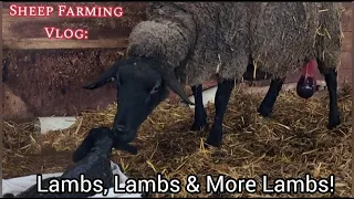 Lambs, Lambs & More Lambs!