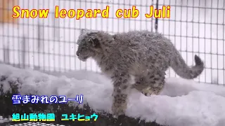 旭山動物園　ユキヒョウ（ジーマとユーリ）雪まみれのユーリ　~ Snow leopard cub Juli ~