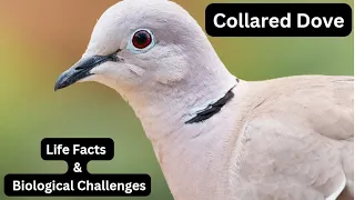 The Incredible Impact of the Collared Dove | Life Facts and Biological Challenges