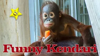 Baby Kendari is having fun playing with Auntie Sol#funny#orangutans#funnyanimals#funnyvideo#zoo