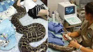 This woman slept with her snake every night but...then veterinarians discovered her the truth