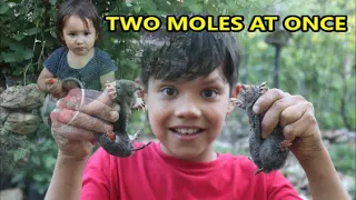 Two MOLES at the SAME TIME!