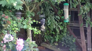 Jackdaw on a feeder