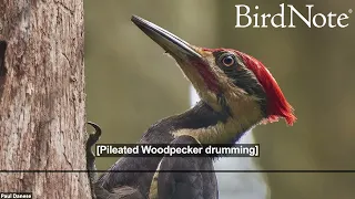 Letter to a Pileated Woodpecker