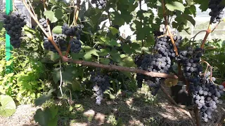 Технический виноград Августа