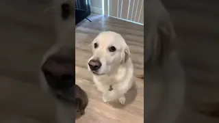 Owner Asks Dog Questions About Who Is a Good Boy And Whom Will They Cuddle
