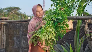 Memetik Daun Kelor di Kebun | Memasak Bobor Daun Kelor, Nila Goreng, Nagasari Labu Kuning, Sambal