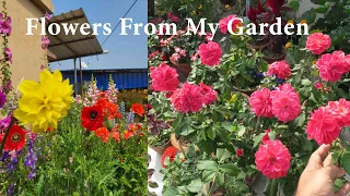 February Garden Update, My Winter Spring Garden Flowers