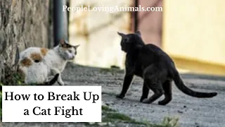 How to Break Up a Cat Fight | Separating Fighting Cats | How to Deal with Cat Fights  | Prevention