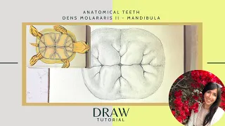 Dental - Draw anatomic tooth  - Second Molar Mandibula - Lower Jaw [Tutorial]