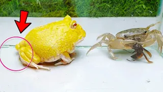 Pacman Frog Vs. Bee Giant, Crab - Bullfrog Feeding 【WARNING LIVE FEEDING】