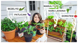 Küçük Balkonunuzu Sebze Bahçesine Dönüştürün!🌱| Saksıda Sebze Bakımı, Balkon Bahçem🌿