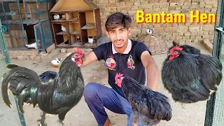 Black Bantam Hens Le Aye 🥰 || Amish Sidhu Vlogs