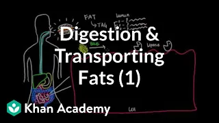 Digestion, Mobilization, and Transport of Fats - Part I