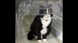 🐈 Как прячутся коты! 🐕 Смешное видео с кошками и котятами для хорошего настроения! 🐱