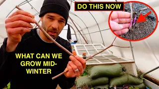 CHEAP DIY GREENHOUSE - DO THIS NOW - WINTER PROPAGATIONS & IDEAS