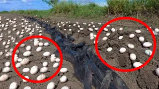 Фермер увидел странные яйца на поле. Когда они вылупились он был в ужасе!