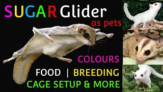 SUGAR GLIDER / BREEDING / FOODS / CAGE SETUP / Pets At