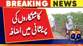 Rains damage cotton crop in Pakistan