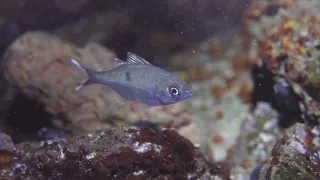 Hawaii Tidepools-Macro