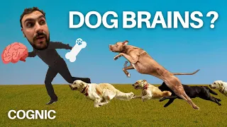 Everything You Need to Know About Dog Brains!