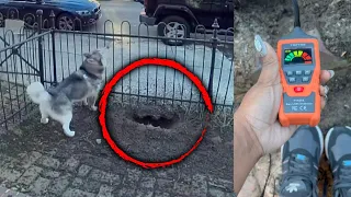 Hero Husky Saves Neighborhood From Gas Explosion