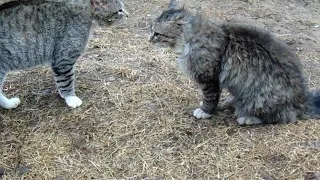 Битва котов до крови. Весна пришла. Cat Fight.. New Camera.