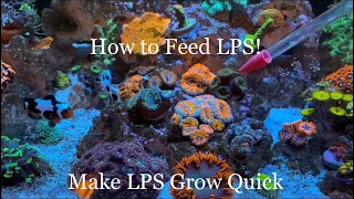 How to feed LPS corals! Feeding Mysis shrimp to LPS in my nano saltwater 25 lagoon reef tank!