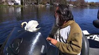 Johnston man seeks answers after beloved swan shot with arrow