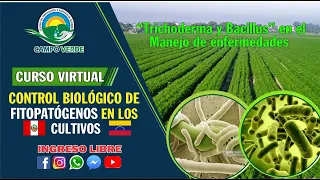 ✅CONTROL BIOLOGICO DE FITOPATOGENOS EN LOS CULTIVOS  - PARTE 2