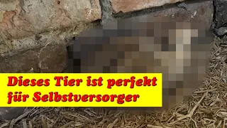 Tiere für Selbstversorger - Dieses Tier solltest du unbedingt für die Selbstversorgung halten!