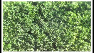 Alessandro Machi: Overhead View of Human Drone Cutting Forest Tree Tops