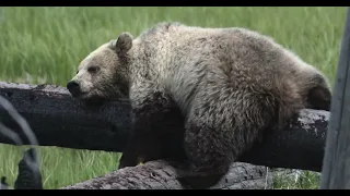 Grizzly Bear "Snow" Settles in for a Nap-Wildlife Photography-Jackson/Grand Teton Park/Yellowstone