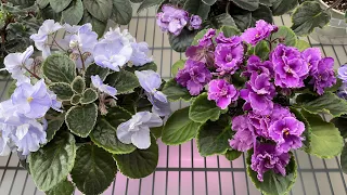 African Violets in January 2024 - Part 1 - Standards