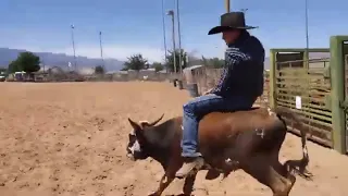 Messing with longhorn steers @ballardboys