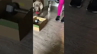 Weimaraner Puppy Puts Away Toys