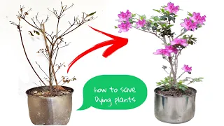 Easy Way To Save Dying Plants | How to Revive any dying plants| #azalea_plants_care |