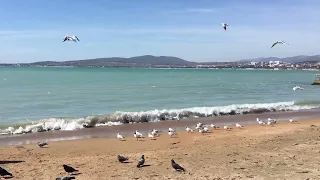 The end of March. Seagulls.