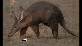 Aardvark animal
