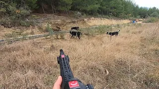 Yaban domuzu köpeklere saldırıyor! /Wild Boar Hunting in Türkiye