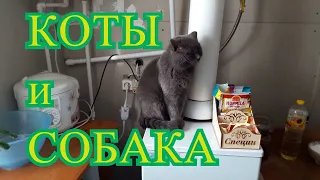 Драка котов, собака разнимает. Реакция собаки